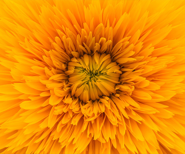 v2osk-pQ7GIGO6esE-unsplash svg+xml;charset=utf